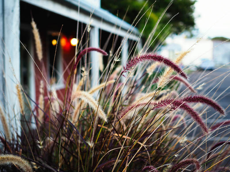 A garden out the front of a property in Brisbane