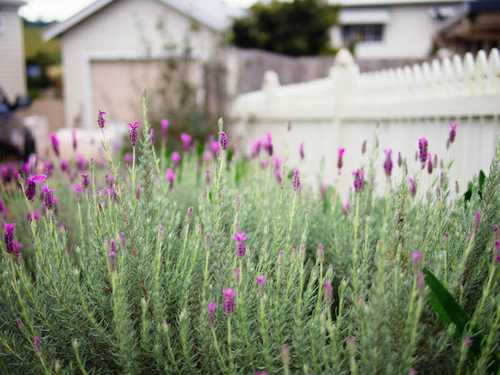 Lavender in the front yard, Brisbane 2016.