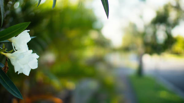 QLD_stamp_duty_rebate